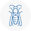 Fawley Wasp Nest Removal